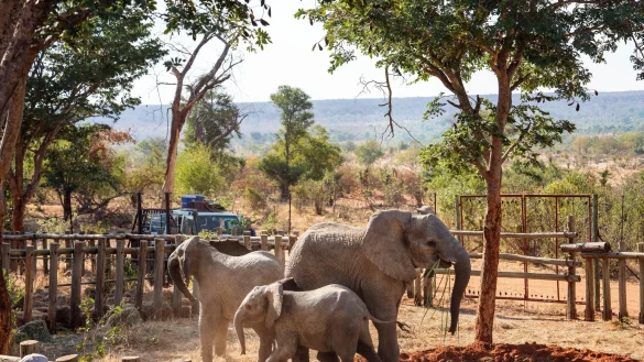 Die Elefantenwaisen erkunden das Gehege gleich nach ihrer Ankunft im Naturschutzgebiet Panda Masuie in Simbabwe. - &copy; Tyson Mayr/IFAW/dpa