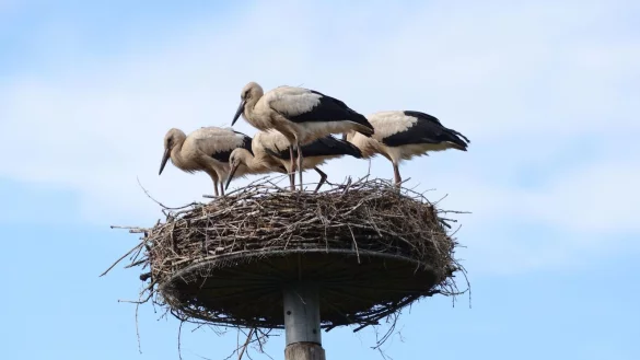 Storch Findus (vorne Mitte) im Nest mit seinen Geschwistern. - &copy; Hans Skov/Storkene.dk/dpa