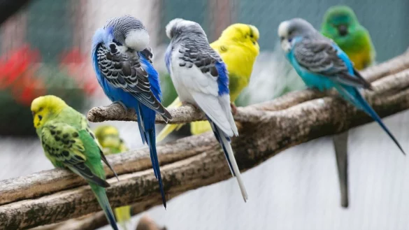 Wellensittiche zeigen durch ihr Verhalten an, wenn die Temperatur nicht stimmt. - &copy; Andrea Warnecke/dpa-tmn