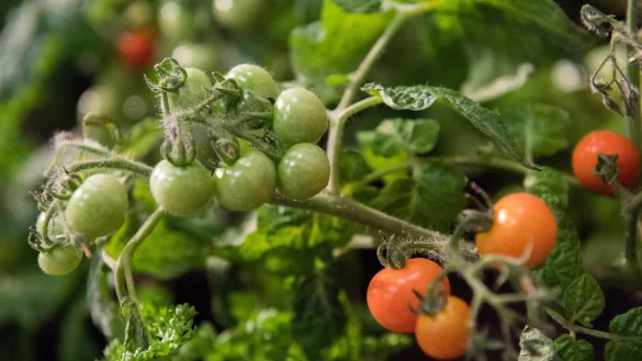 Nur gesunde Pflanzen tragen viele Fr&uuml;chte. Daher sollte man im Beet immer abwechseln: Nach einer Tomatenpflanze sollte im Jahr darauf nicht noch eine Tomate folgen. - &copy; Andrea Warnecke/dpa-tmn