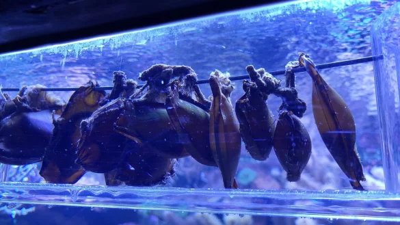 Bambushai-Eikapseln h&auml;ngen im gesonderten Aufzuchtbereich im Duisburger Zoo. - &copy; -/Zoo Duisburg/dpa