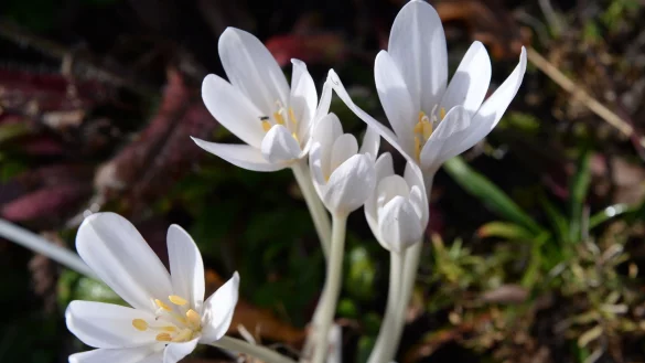 Die Herbstzeitlose ist eine jener Zwiebelpflanzen, die noch im Herbst ihre Bl&uuml;ten zeigt. - &copy; Andrea Warnecke/dpa-tmn