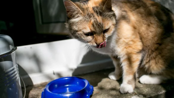 Wenn Sie Ihre Katze genau beobachten, werden Sie mit der Zeit herausfinden, welche Wasserquellen und Orte sie zum Trinken bevorzugt. - &copy; Karolin Kr&auml;mer/dpa-tmn