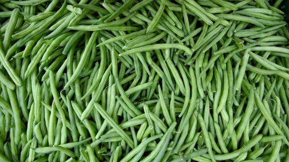 Wer knackige Bohnen bevorzugt, sollte sie fr&uuml;hzeitig zubereiten, da sie mit jedem Tag im K&uuml;hlschrank an Biss verlieren. - &copy; Holger Hollemann/dpa/dpa-tmn