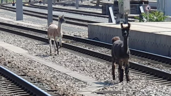 Lamas spazierten in Wien zwischen Bahngleisen. - &copy; Unbekannt/&Ouml;BB/APA/dpa