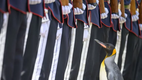 K&ouml;nigspinguin Sir Nils Olav inspiziert eine Ehrengarde bei seiner Bef&ouml;rderung in seinen neuen Rang. - &copy; John Linton/PA Wire/dpa