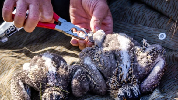 Den beiden etwa zwei Wochen alten Fischadlern werden Markierungsringe angepasst. Die F&auml;nge der Tiere sind jedoch noch zu klein f&uuml;r die Ringe und sie m&uuml;ssen zu einem sp&auml;teren Zeitpunkt beringt werden. - &copy; Jens B&uuml;ttner/dpa