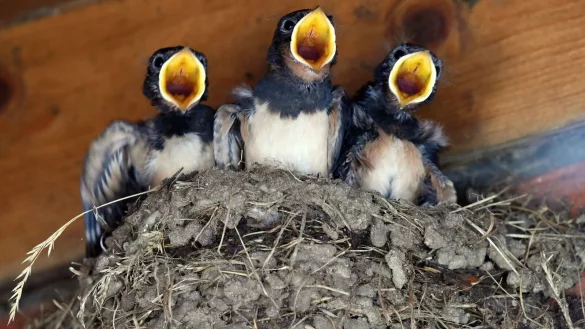 Schwalben im Nest. - &copy; Rainer Jensen/dpa
