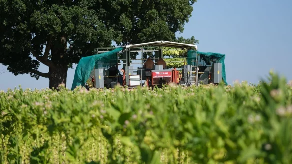 Die Zahl der Tabakpflanzer ist in Deutschland weiter zurückgegangen. - © Sebastian Willnow/dpa