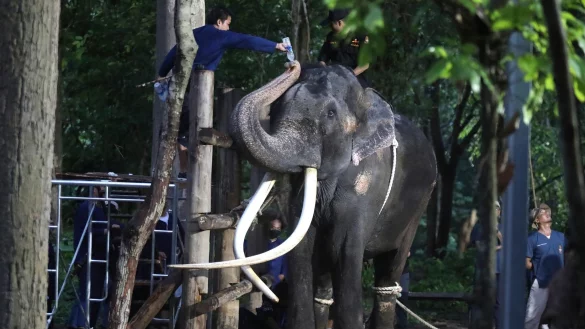 Ein Tierarzt gibt dem Elefanten Sak Surin Wasser. - &copy; Nareerat Chaywichain/AP/dpa