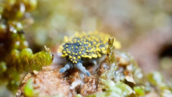 B&ouml;den sind laut einer neuen Studie weltweit das artenreichste &Ouml;kosystem. - &copy; Andy Murray/-/dpa