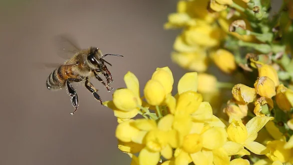 Studien zufolge sch&auml;digen Neonikotinoide Wild- und Honigbienen erheblich. - &copy; Wolfgang Kumm/dpa