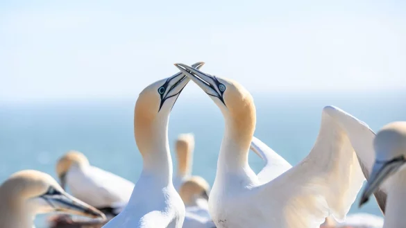 Ein Basst&ouml;lpel-Paar mit schwarzen und hellblauen Augen sitzt auf den Lummenfelsen &uuml;ber der Nordsee. - &copy; Jonas Walzberg/dpa