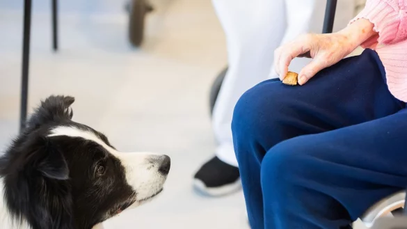 Aufmerksamer Begleiter: Wird ein Hund als Therapie- oder Assistenztier eingesetzt, k&ouml;nnen die anfallenden Kosten von der Steuer abgesetzt werden. - &copy; Christoph Soeder/dpa/dpa-tmn