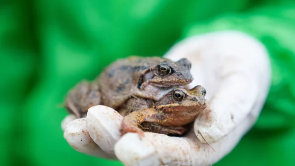 Eine Mitarbeiterin des Bund Naturschutzes (BUND) h&auml;lt zwei Grasfr&ouml;sche in der Hand. - &copy; Nicolas Armer/dpa