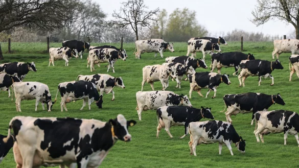 K&uuml;he stehen auf der Weide nach dem Weideaustrieb. - &copy; Oliver Berg/dpa