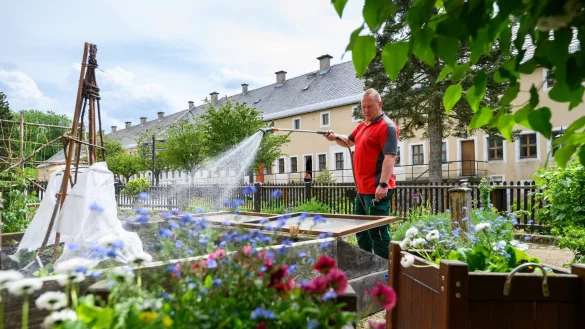 Ren&eacute; H&auml;ntsch, Festungsg&auml;rtner auf dem K&ouml;nigstein, k&uuml;mmert sich um die Gartenpflege am Zentrum der Festung. - &copy; Robert Michael/dpa