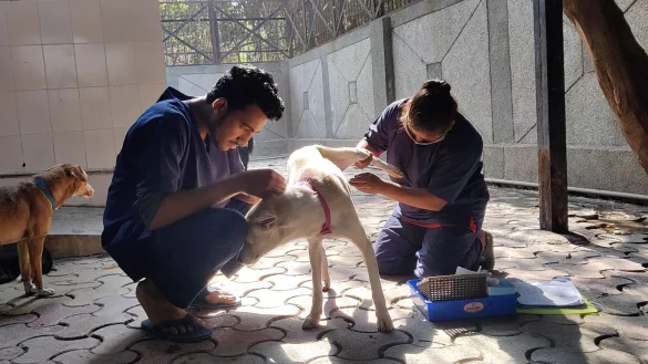 Hunde werden nach der Sterilisation im Zentrum f&uuml;r Geburtenkontrolle und Sterilisation postoperativ versorgt. - &copy; -/Neighbourhood Woof/dpa