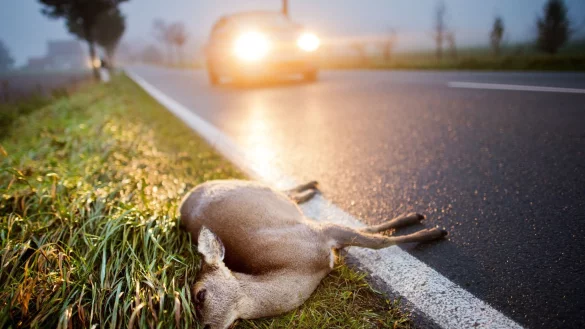 Ein totes Reh liegt nach der Kollision mit einem Auto am Stra&szlig;enrand einer Landstra&szlig;e. - &copy; picture alliance / Julian Stratenschulte/dpa/Archivbild
