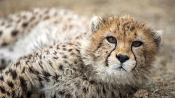Ein Gepardenjunges im Pardisan-Park. Der Asiatische Gepard ist vom Aussterben bedroht. - &copy; Alireza Masoumi/Iranian Students\' News Agency, ISNA/AP/dpa