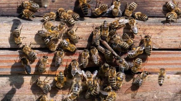 Bienen verlassen bei Sonnenschein einen Bienenstock auf dem Dach eines Geb&auml;udes im Werksviertel M&uuml;nchen. Steigen die Temperaturen &uuml;ber zehn Grad, fliegen Bienen in der Regel aus. - &copy; Sven Hoppe/dpa