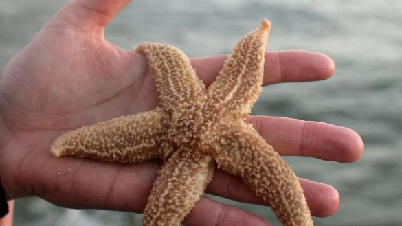 Ein Seestern aus der Nordsee (Symbolbild). - &copy; picture alliance / dpa