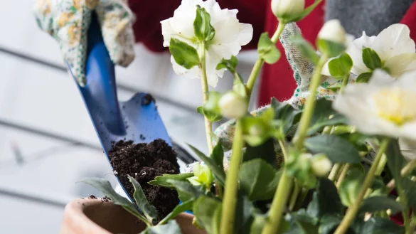 Auch die Christrose liebt Ostereier - genauer gesagt, die Schalen der Reste vom Fest. Zerkleinert werden die kalkhaltigen Schalen in den Boden eingearbeitet. - &copy; Franziska Gabbert/dpa-tmn