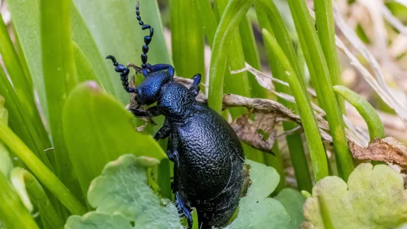 Ein Schwarzblauer &Ouml;lk&auml;fer (Meloe proscarabaeus) sitzt in einem Beet in einem Garten. - &copy; Frank Hammerschmidt/dpa