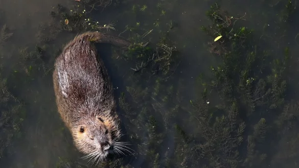 Eine Bisamratte (Bisam) schwimmt in dem Fluss Aller. - &copy; Swen Pf&ouml;rtner/dpa/Archivbild