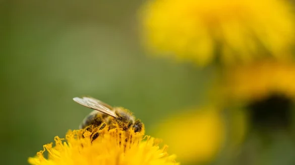 Gerade L&ouml;wenzahn ist f&uuml;r Bienen besonders wertvoll: Er bl&uuml;ht bis in den Oktober hinein. - &copy; Nicolas Armer/dpa/dpa-tmn