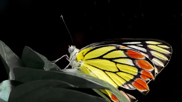 Auch der Delias eucharis Schmetterling ist nicht ausreichend gesch&uuml;tzt. - &copy; Shawan Chowdhury/iDiv/dpa