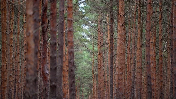 Deutliche Schäden hatten nach der Waldzustandserhebung im vergangenen Jahr über alle Arten hinweg weiterhin 35 Prozent der Bäume. - © Patrick Pleul/Deutsche Presse-Agentur GmbH/dpa