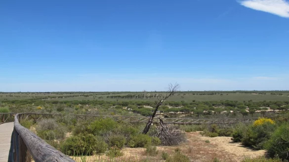 Der Nationalpark Do&ntilde;ana, der zum Meer hin von hohen Wanderd&uuml;nen wie hier an der Cuesta Maneli begrenzt wird, ist durch eine D&uuml;rre bedroht. - &copy; Jan-Uwe Ronneburger/dpa