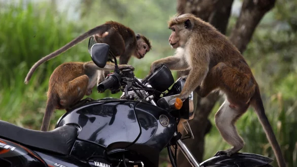 Ceylon-Hutaffen leben in Sri Lanka in freier Wildbahn. - &copy; M.A.Pushpa Kumara/EPA/dpa