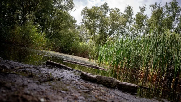 Der Krugpfuhl in Berlin-Pankow ist fast verschwunden. - &copy; Fabian Sommer/dpa