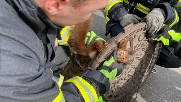 Feuerwehrm&auml;nner befreien ein Eichh&ouml;rnchen aus einem Gullydeckel, das darin steckengeblieben ist. - &copy; Feuerwehr Dortmund/dpa