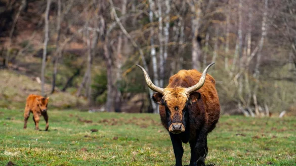 Entlang des Auerochsenwegs kommt man den Heckrindern nahe - sie sind auerochsen&auml;hnlich, aber keine Auerochsen. - &copy; Thorsten G&uuml;nthert/Bildarchiv S&uuml;dliche Weinstra&szlig;e e.V./dpa-tmn