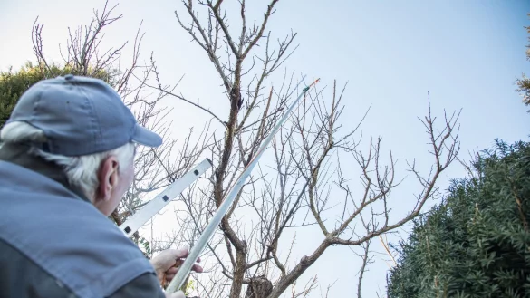 Vielen Obstbäumen tut ein Rückschnitt im Winter gut. - © Christin Klose/dpa-tmn