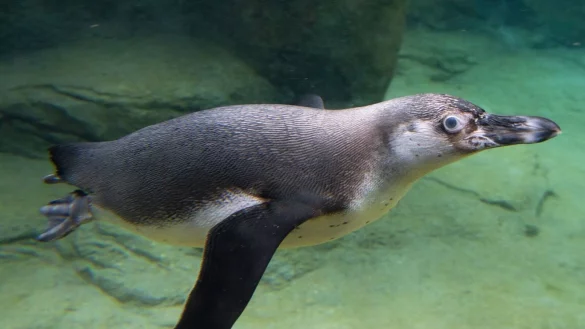 Ein Humboldt-Pinguin im Frankfurter Zoo (Symbolbild). - &copy; Boris Roessler/dpa