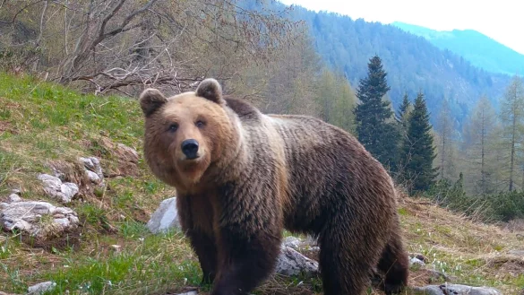 In Italien erweitern Braunb&auml;ren aus den Dolomiten w&auml;hrend der Corona-Pandemie ihren Bewegungsradius. Eine Szene des Films &laquo;Pl&ouml;tzlich Stille - Wildtiere in der Pandemie&raquo;. - &copy; Matthias Jim G&uuml;nther/MDR/inonemedia/Arte/dpa