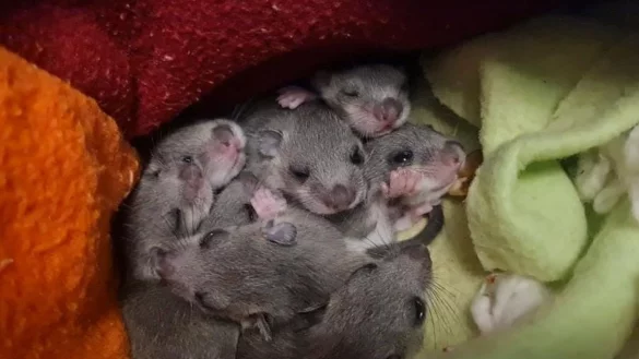 Eine Siebenschl&auml;fer-Familie. Das Muttertier hatte sich laut Wildtierwaisen-Schutzstation mit acht Jungen in einer Badezimmerschublade eingenistet. - &copy; Sabine Gallenberger/Wildtierwaisen-Schutz e.V./dpa