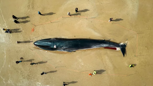 Menschen stehen am Kadaver eines 17 Meter langen Finnwals (Balaenoptera physalus), der am Strand in East Yorkshire liegt. - &copy; Danny Lawson/PA/AP/dpa