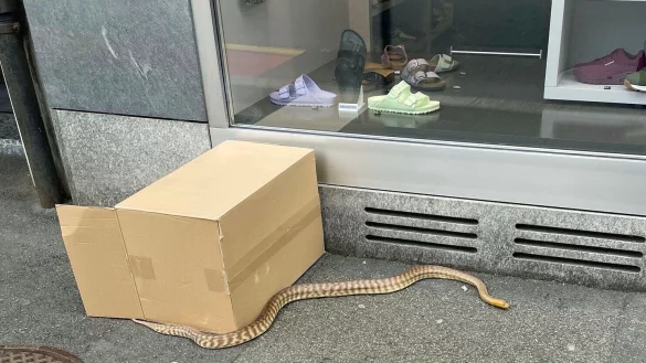 Eine Riesenschlange schl&auml;ngelt sich in der Schweizer Kleinstadt Kriens &uuml;ber den B&uuml;rgersteig. - &copy; Luzerner Polizei/dpa