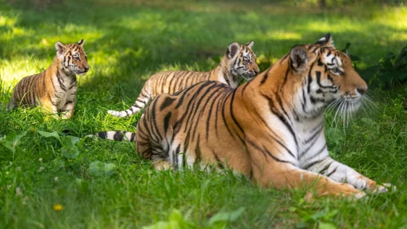 Die Sibirische Tigerdame Anastasia (6) spielt mit ihren beiden knapp drei Monate alten Jungtieren im Serengeti-Park. - &copy; Philipp Schulze/dpa