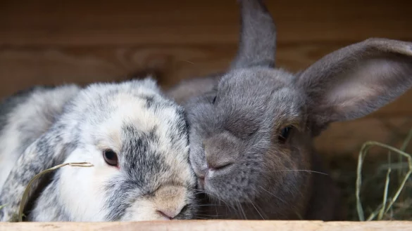 Verstehen sich oft am besten: Kaninchen gleichen Alters. - &copy; Franziska Gabbert/dpa-tmn