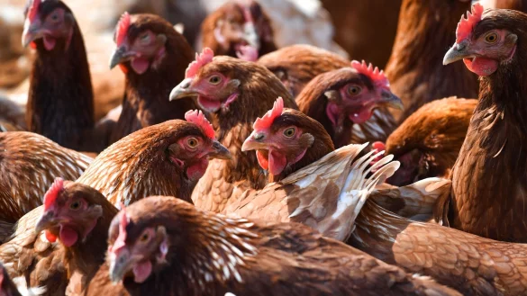 Mehrere braune H&uuml;hner stehen auf einer eingez&auml;unten Wiese. - &copy; picture alliance / Felix K&auml;stle/dpa/Symbolbild