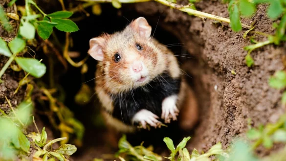 Ein Feldhamster schaut auf einer Ackerfl&auml;che aus seinem Bau - der putzig aussehende Nager mit den typischen Hamsterbacken ist vom Aussterben bedroht. - &copy; Uwe Anspach/dpa