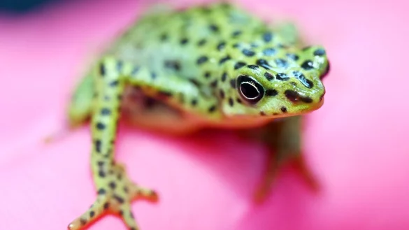 Eine bedrohte Rio-Pescado-Stummelfu&szlig;kr&ouml;te (Atelopus balios) im Karlsruher Zoo. In der baden-w&uuml;rttembergischen Stadt trifft sich der Verband der Zoologischen G&auml;rten (VdZ) zur Jahrestagung. - &copy; Uli Deck/dpa