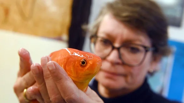 Die Fischtier&auml;rztin Sandra Lechleiter in ihrer Praxis mit einem bet&auml;ubten Goldfisch w&auml;hrend einer klinischen Untersuchung. - &copy; Uli Deck/dpa