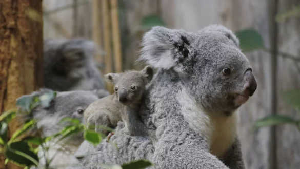 Ein kleiner Koala unternimmt auf dem R&uuml;cken seiner Mutter einen Ausflug durch das Gehege im Duisburger Zoo. - &copy; I. Sickmann/Zoo Duisburg/dpa